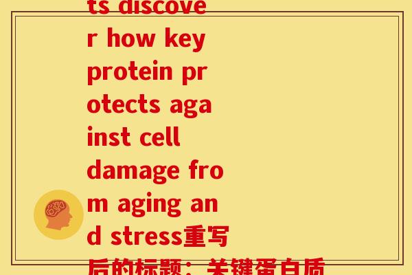 代替氨基葡萄糖(原标题：Scientists discover how key protein protects against cell damage from aging and stress重写后的标题：关键蛋白质如何保护细胞免受衰老和压力的损害)