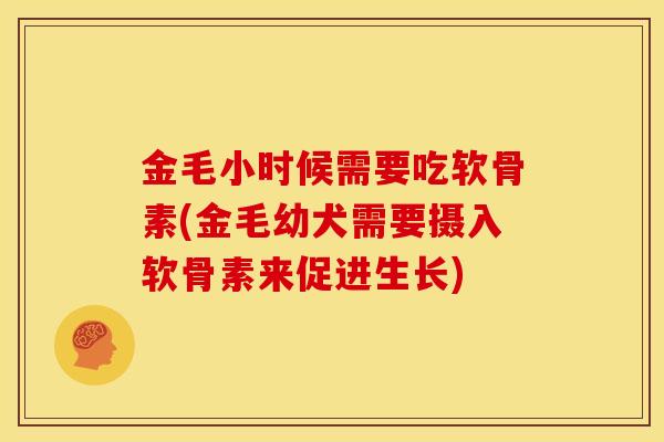 金毛小时候需要吃软骨素(金毛幼犬需要摄入软骨素来促进生长)