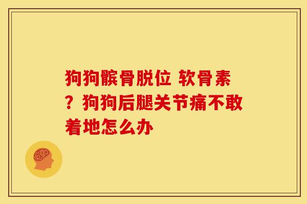狗狗髌骨脱位 软骨素？狗狗后腿关节痛不敢着地怎么办