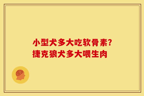 小型犬多大吃软骨素？捷克狼犬多大喂生肉