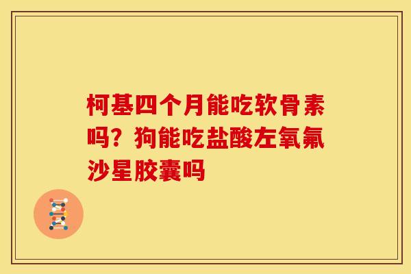 柯基四个月能吃软骨素吗？狗能吃盐酸左氧氟沙星胶囊吗