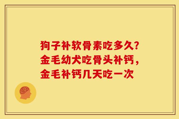 狗子补软骨素吃多久？金毛幼犬吃骨头补钙，金毛补钙几天吃一次