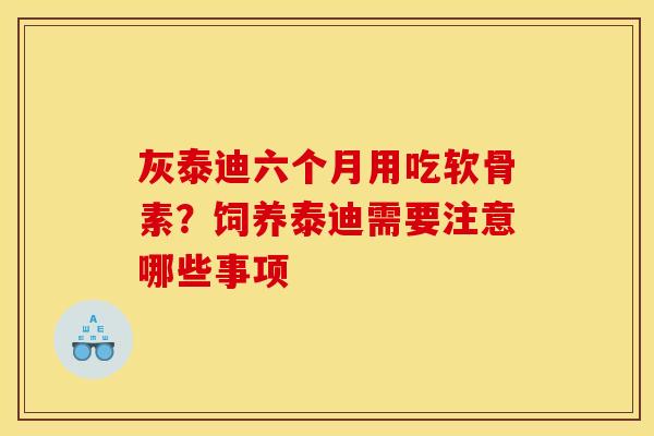 灰泰迪六个月用吃软骨素？饲养泰迪需要注意哪些事项