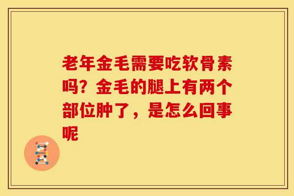老年金毛需要吃软骨素吗？金毛的腿上有两个部位肿了，是怎么回事呢