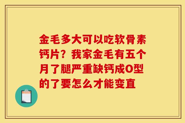金毛多大可以吃软骨素钙片？我家金毛有五个月了腿严重缺钙成O型的了要怎么才能变直