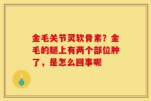 金毛关节灵软骨素？金毛的腿上有两个部位肿了，是怎么回事呢