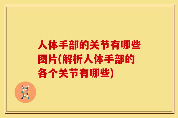 人体手部的关节有哪些图片(解析人体手部的各个关节有哪些)