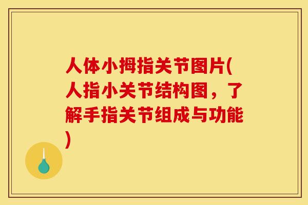 人体小拇指关节图片(人指小关节结构图，了解手指关节组成与功能)