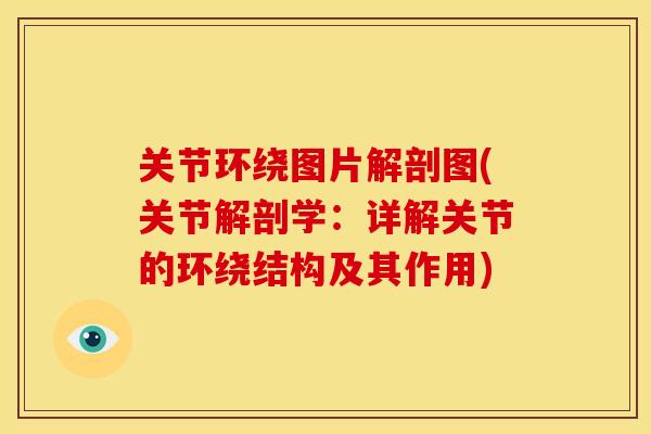 关节环绕图片解剖图(关节解剖学：详解关节的环绕结构及其作用)