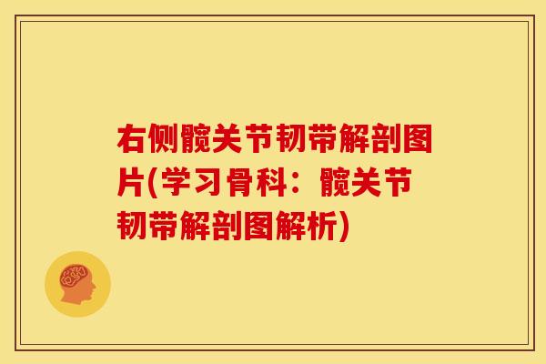 右侧髋关节韧带解剖图片(学习骨科：髋关节韧带解剖图解析)