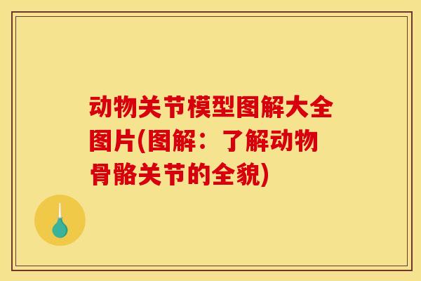 动物关节模型图解大全图片(图解：了解动物骨骼关节的全貌)