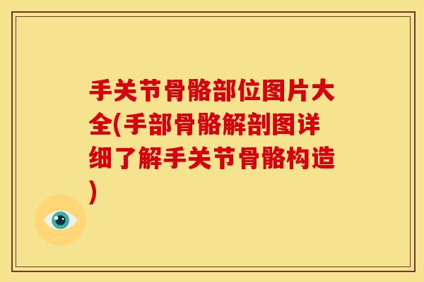 手关节骨骼部位图片大全(手部骨骼解剖图详细了解手关节骨骼构造)