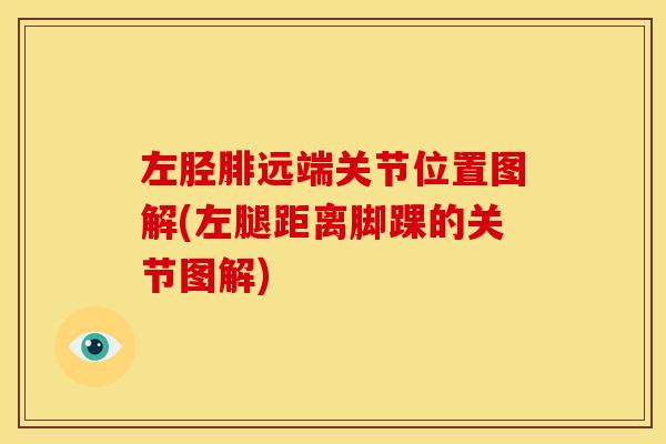 左胫腓远端关节位置图解(左腿距离脚踝的关节图解)