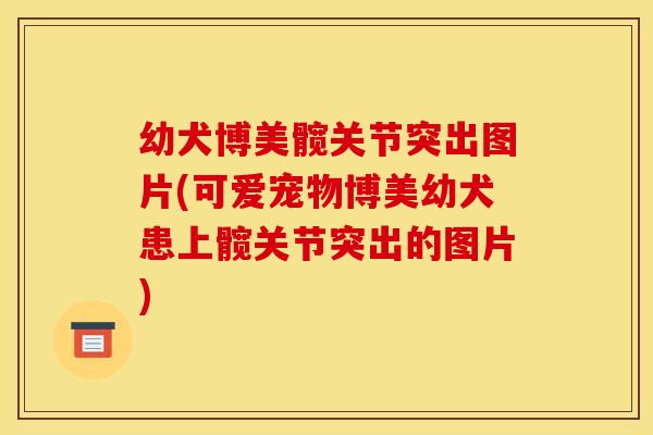 幼犬博美髋关节突出图片(可爱宠物博美幼犬患上髋关节突出的图片)