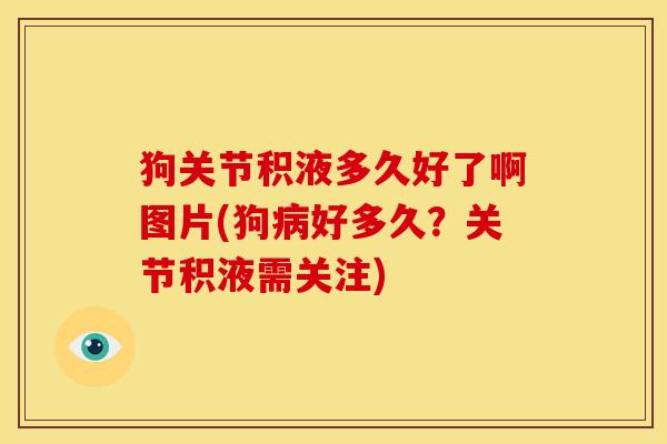 狗关节积液多久好了啊图片(狗病好多久？关节积液需关注)