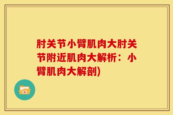 肘关节小臂肌肉大肘关节附近肌肉大解析：小臂肌肉大解剖)
