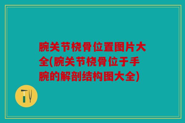 腕关节桡骨位置图片大全(腕关节桡骨位于手腕的解剖结构图大全)